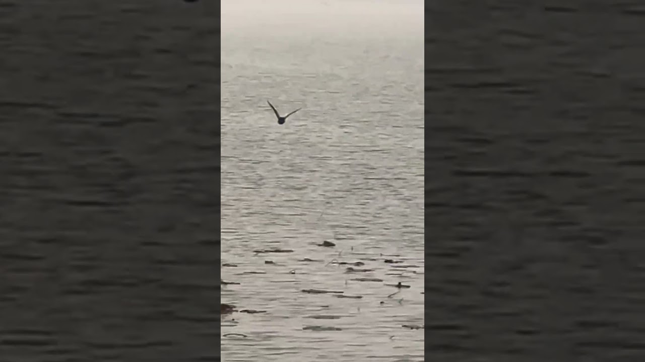 Bird Flying at Sukhna Lake- Chandigarh 🦅