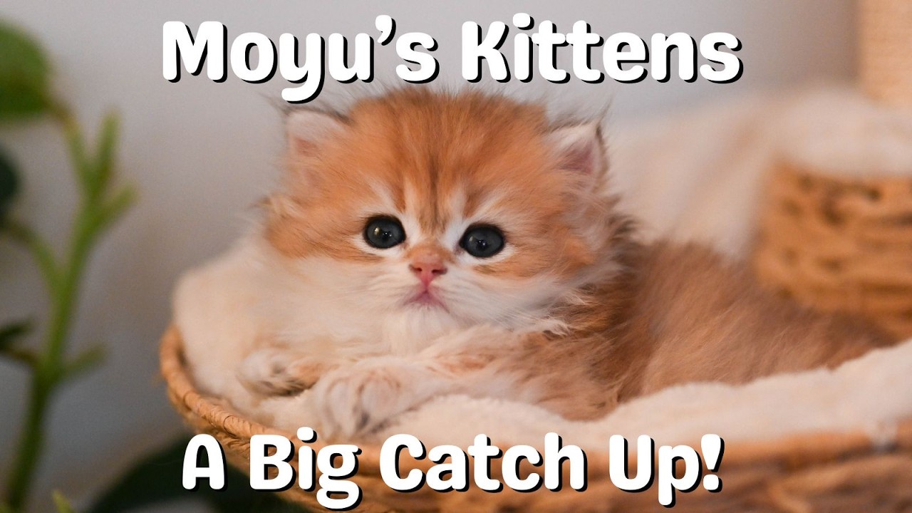 Golden British Longhair Kitten Update | Cute Kittens Growing Up