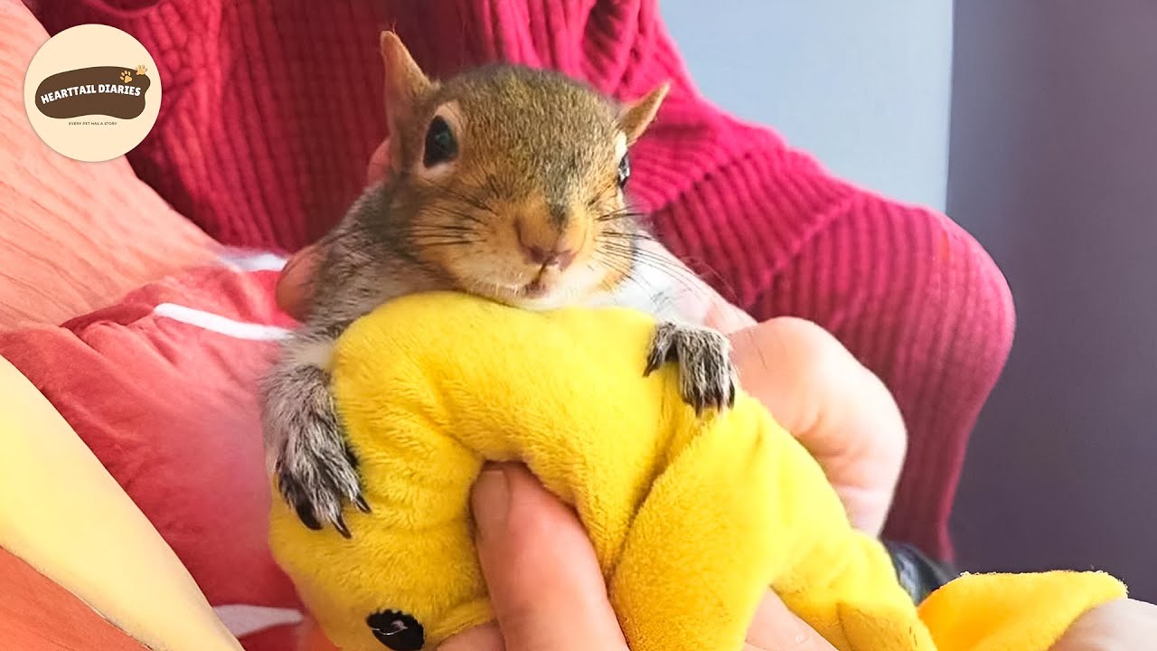 This Paralyzed Squirrel Found Hope in the Sweetest Way