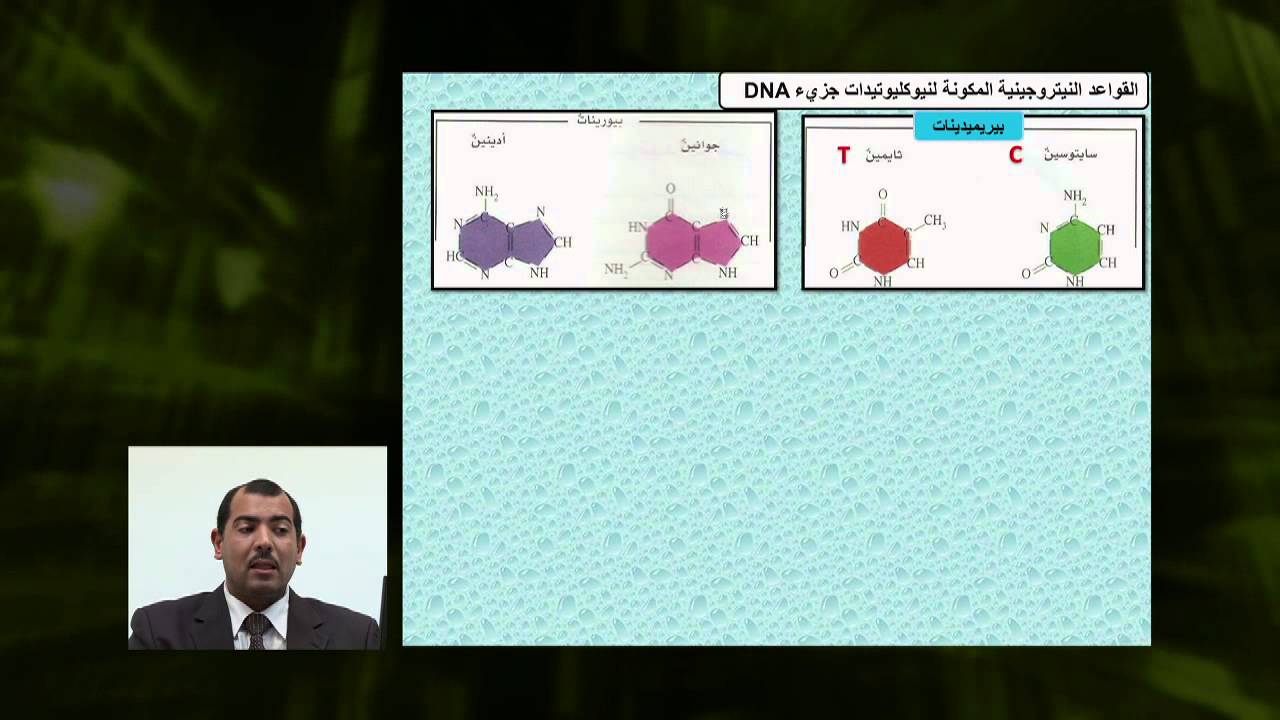 الأحياء - الصف الثانى عشر - الدرس رقم (23) تركيب الـ DNA الجزء (2)
