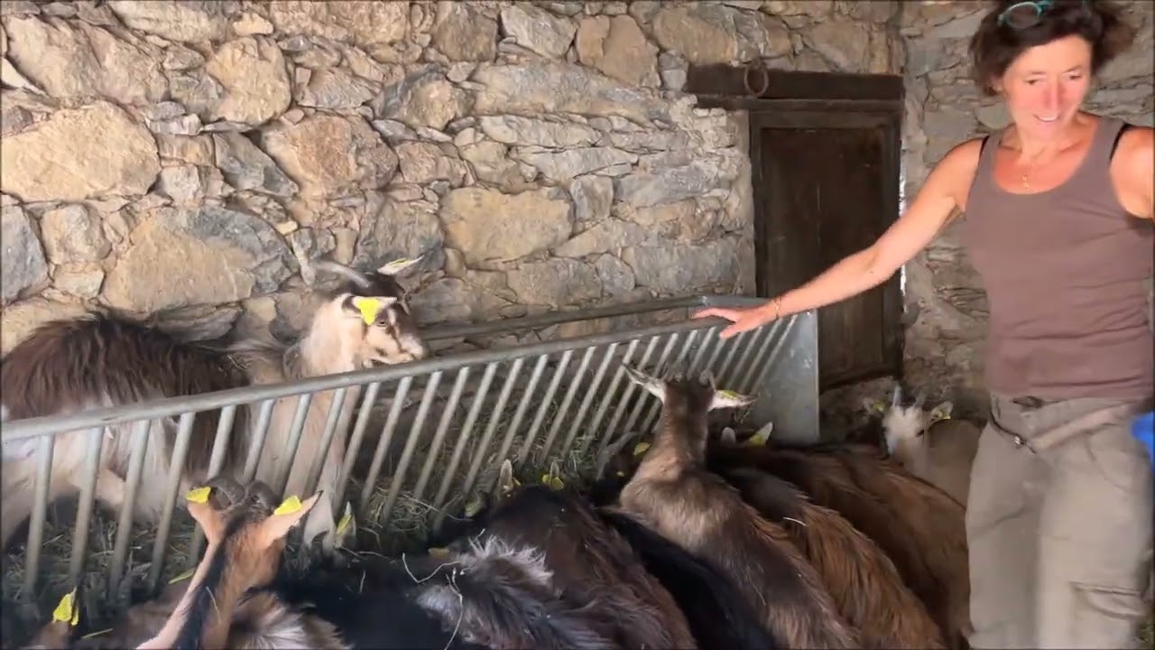 &Egrave; camp&agrave; qu&igrave; in Rusiu 2/5 : Vanessa Lauricella, &eacute;leveur caprin