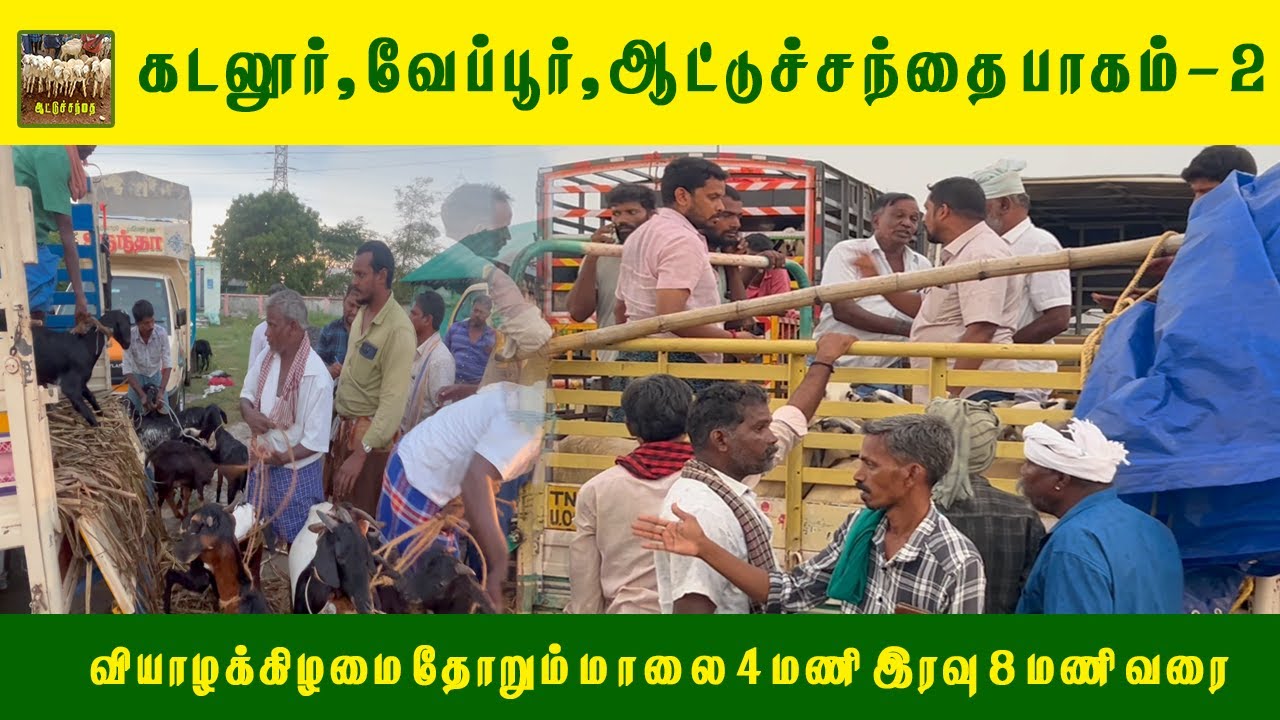 கடலூர் வேப்பூர் ஆட்டுச்சந்தை - Part 2 |Cuddalore Veppur Goat Market | Tamil Nadu AttuSanthai 2025