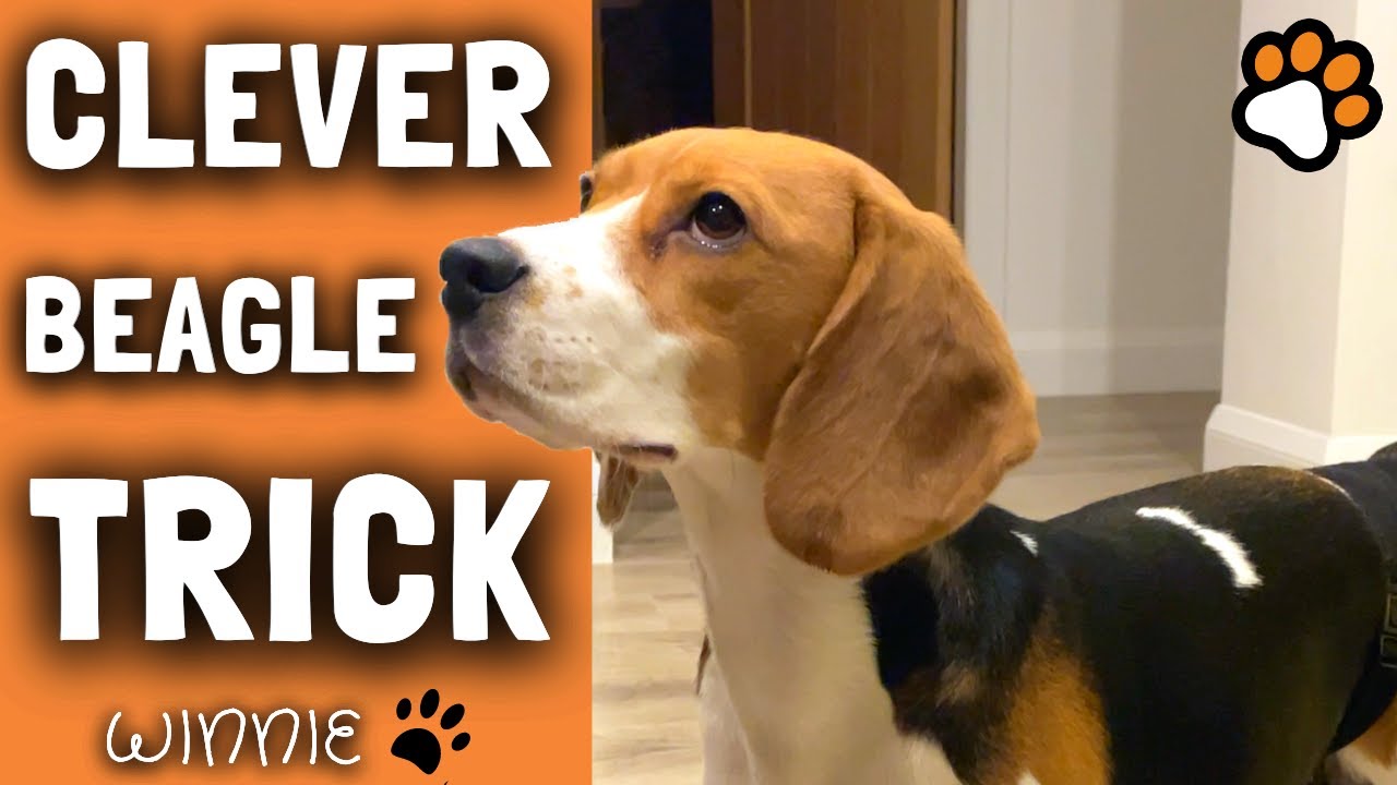 Clever Beagle Puppy Trick To Get Food - Ultimate Funny Dog Trick by Winnie