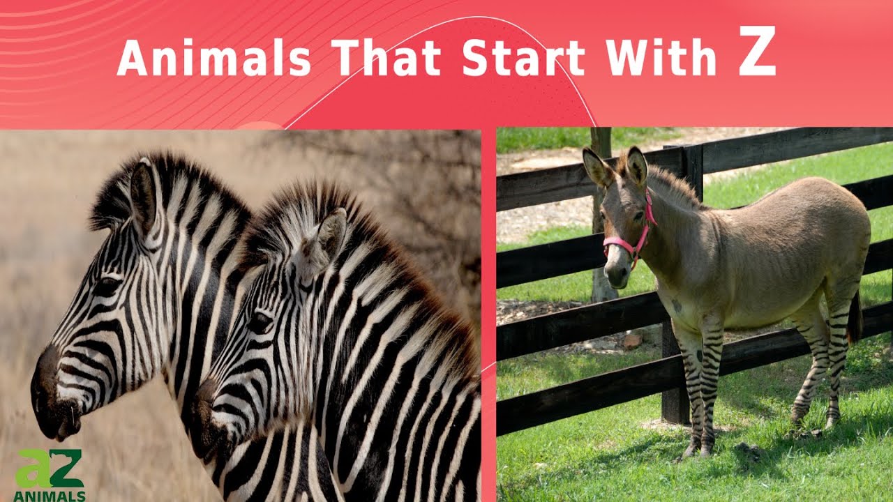 Animals That Start With The Letter Z: Listed With Facts