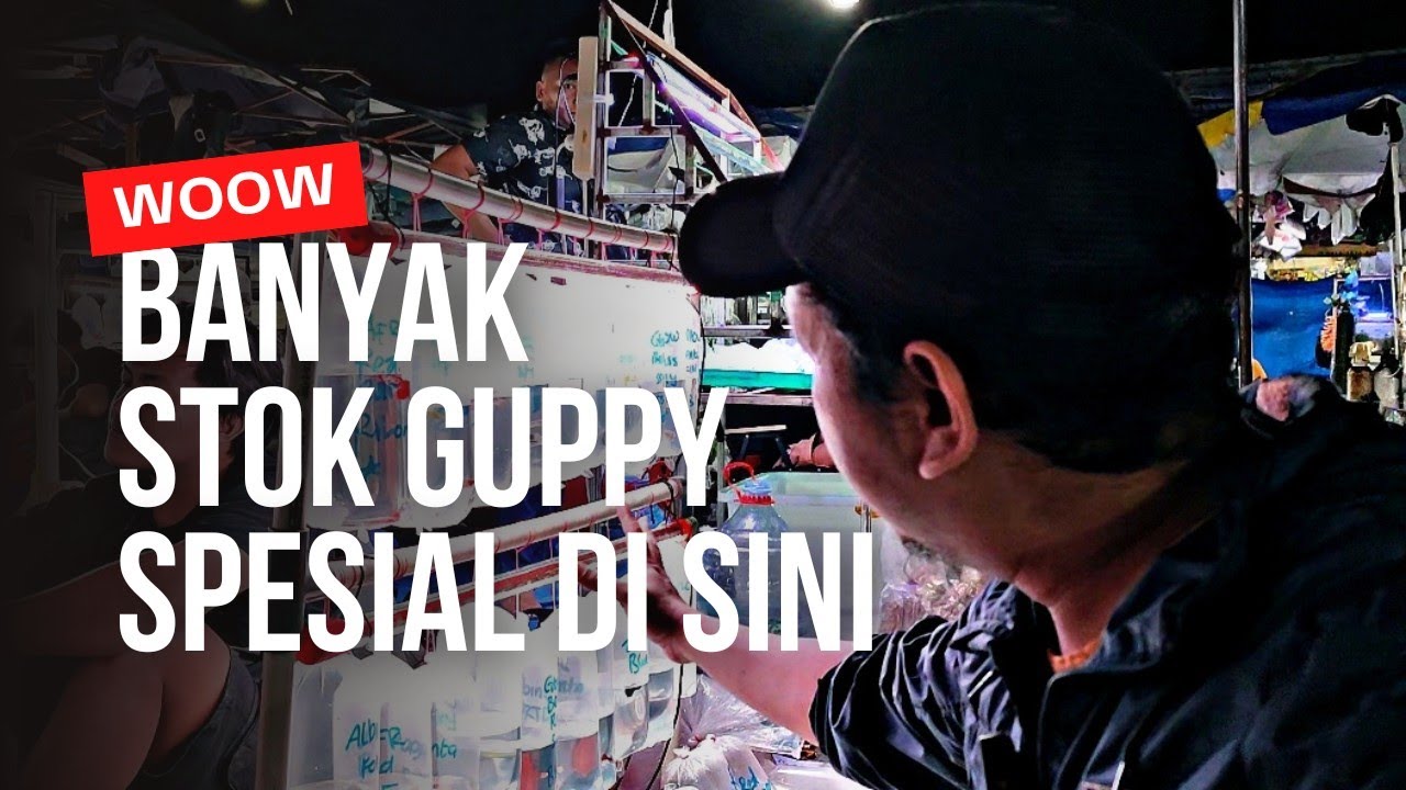 BANYAK GUPPY SPESIAL || BELUM TENTU ADA SILAPAK LAIN || PASAR IKAN HIAS JATINEGARA