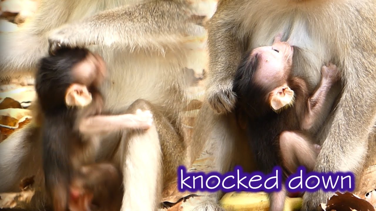 Knocked Down, Cruelty Anna weaning by knocked innocent baby Ara`s head down from milk
