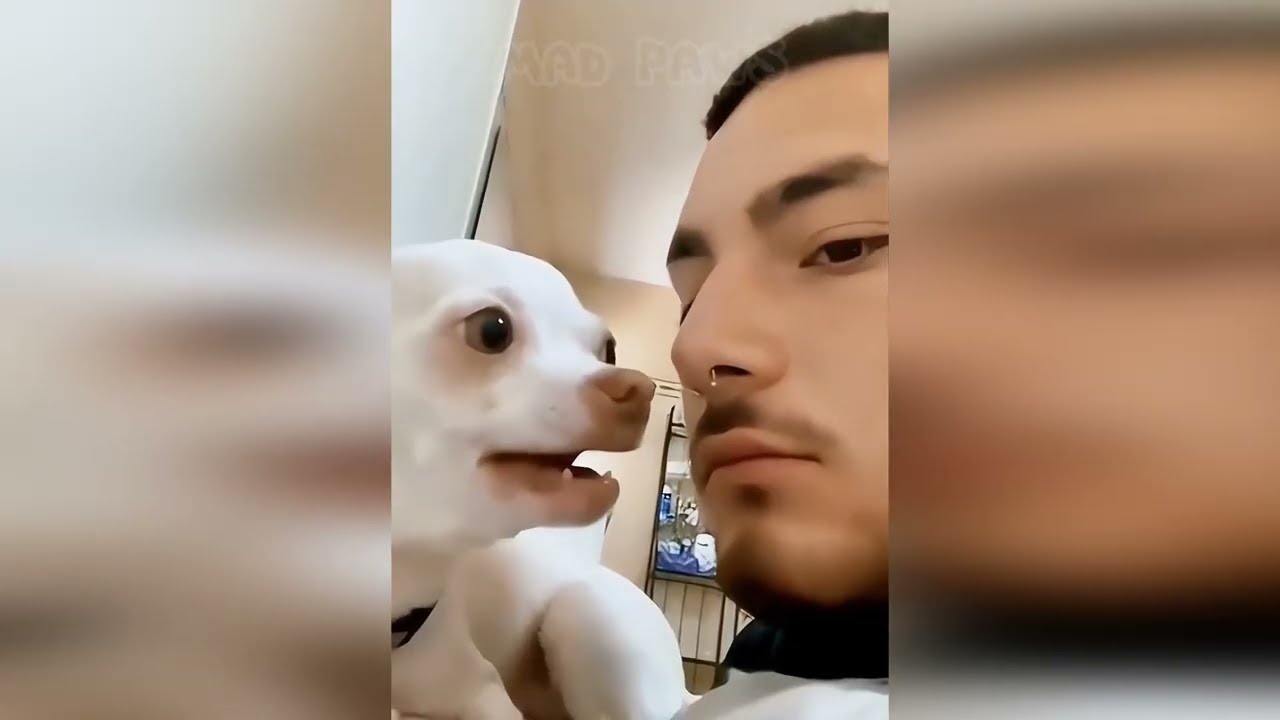 🐕🦴 The Most Wanted Dogs of 2026: Epic Fails and Laughs Await! 👍💥