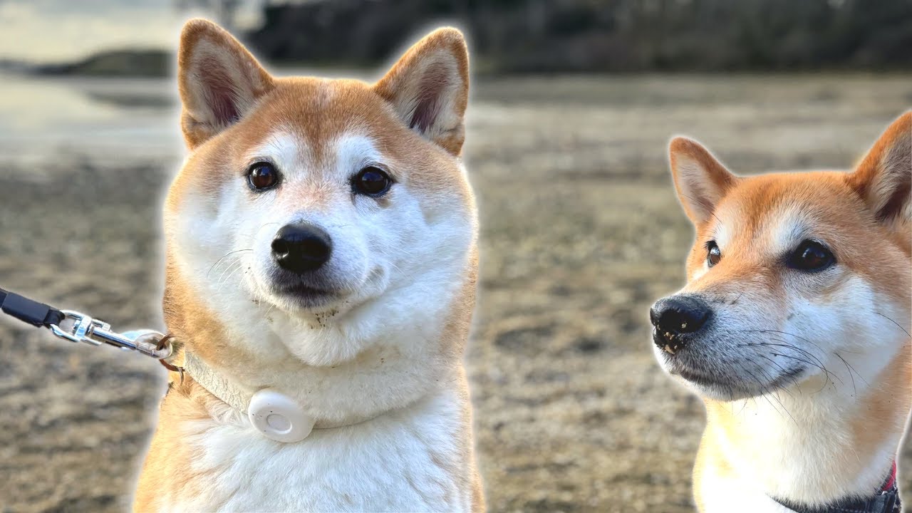 Cute shibas never let them know their next move... 🚽