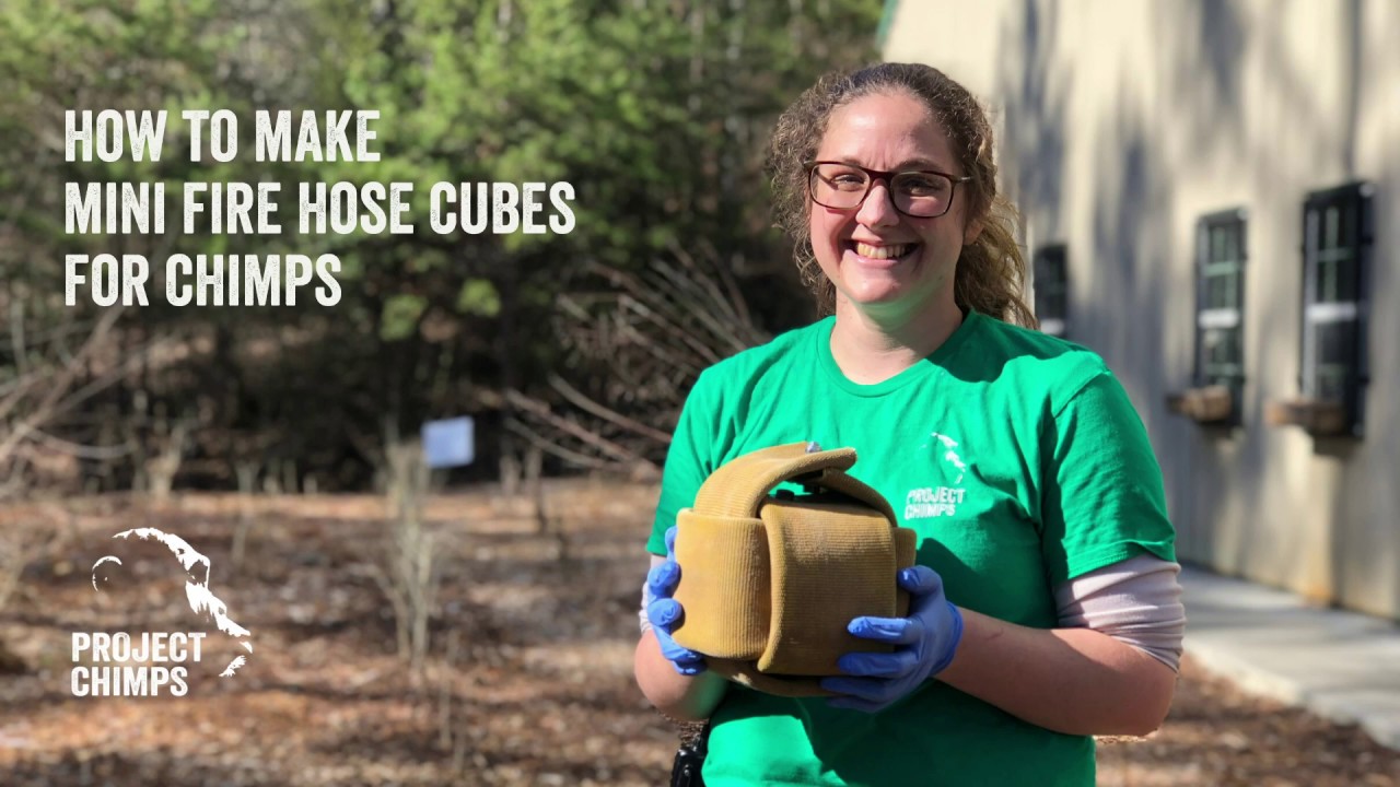 How to Make Mini Fire Hose Cube Enrichment for Chimpanzees