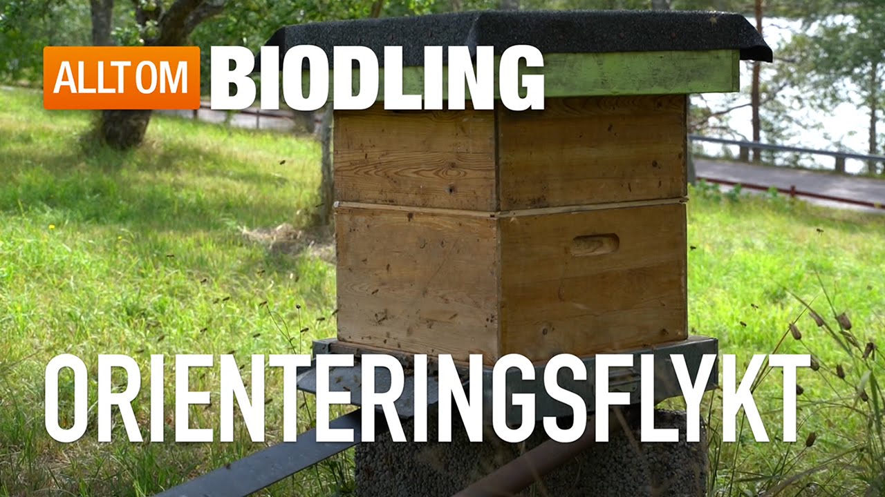 Orienteringsflykt / Orienteringsflygning - Bisamh&auml;llet - Honungsbin
