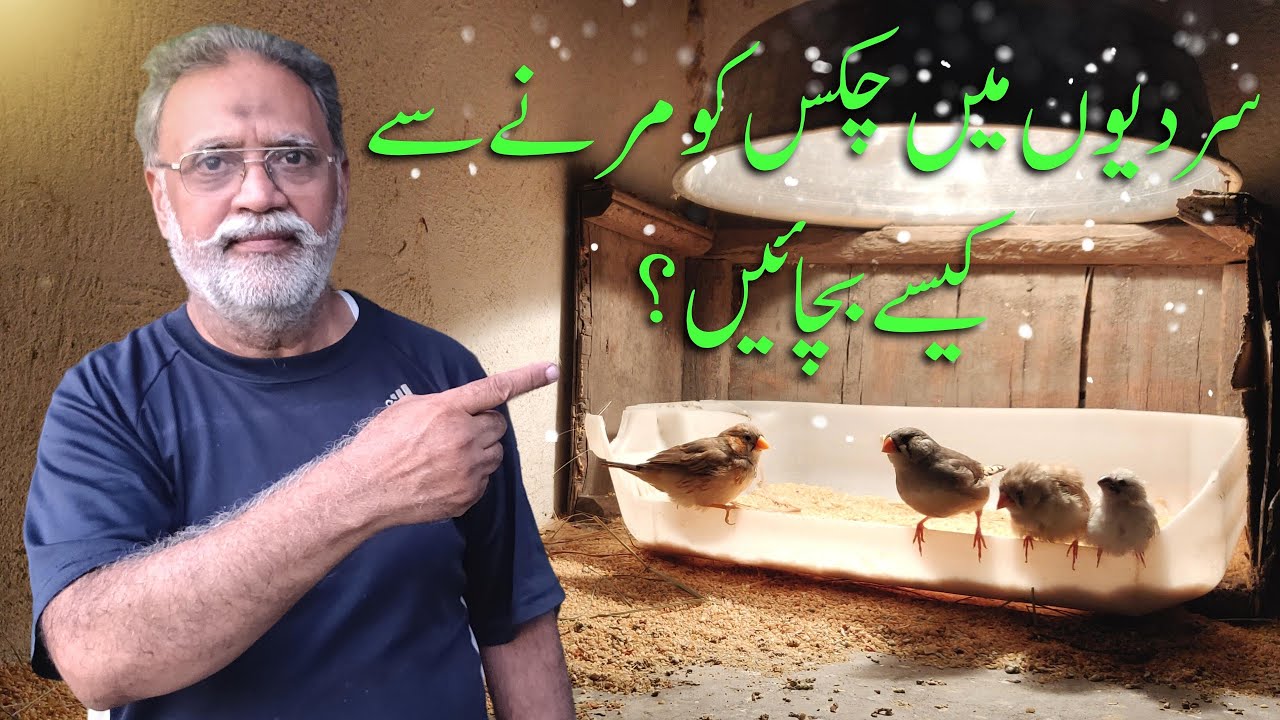 AVIARY BIRDS CARE IN WINTER | HOW TO SAVE BIRDS FROM COLD WEATHER | JAVA SPARROW | GOULDIAN FINCHES
