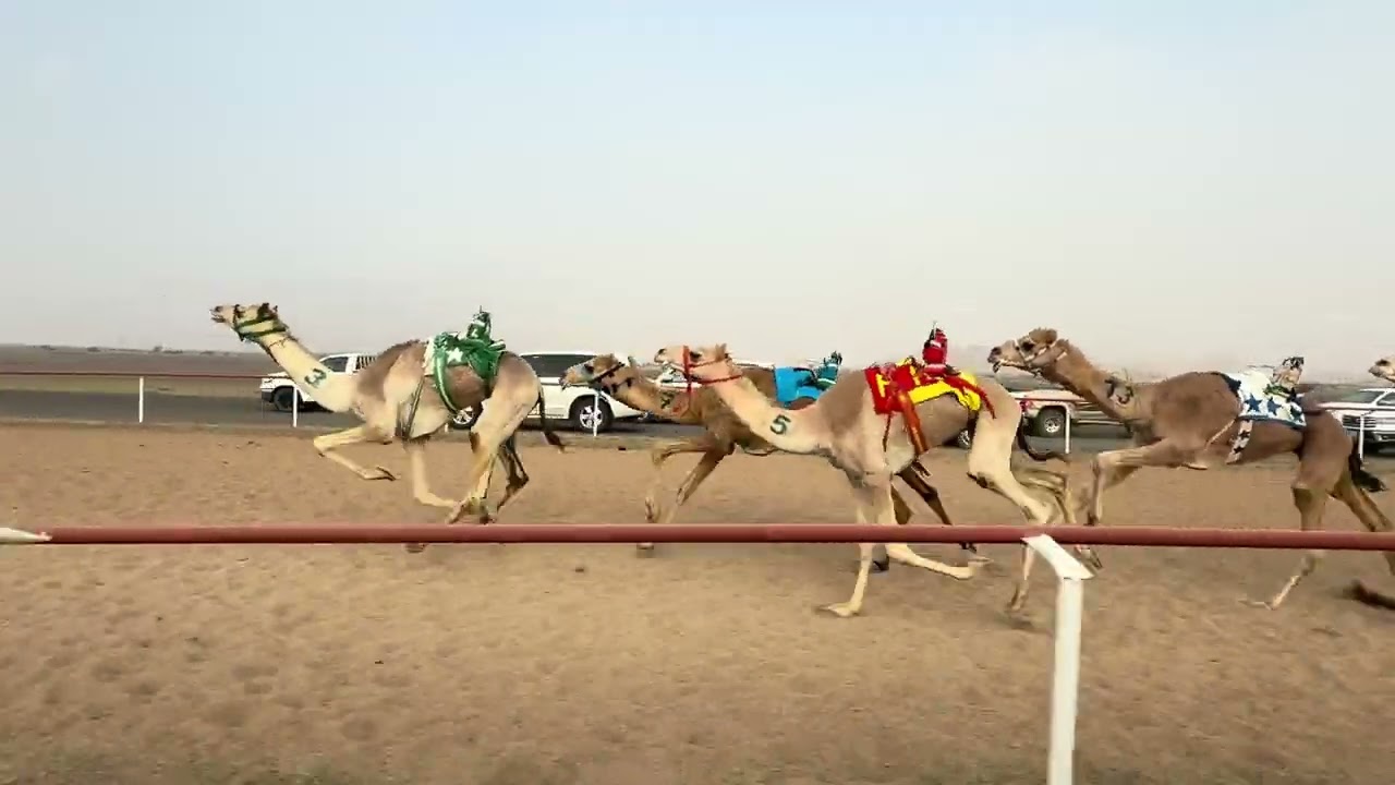 سباق الميادين 5 شوط 6قعدان حقايق  3ك عز   لـ محمد صالح العنزي 