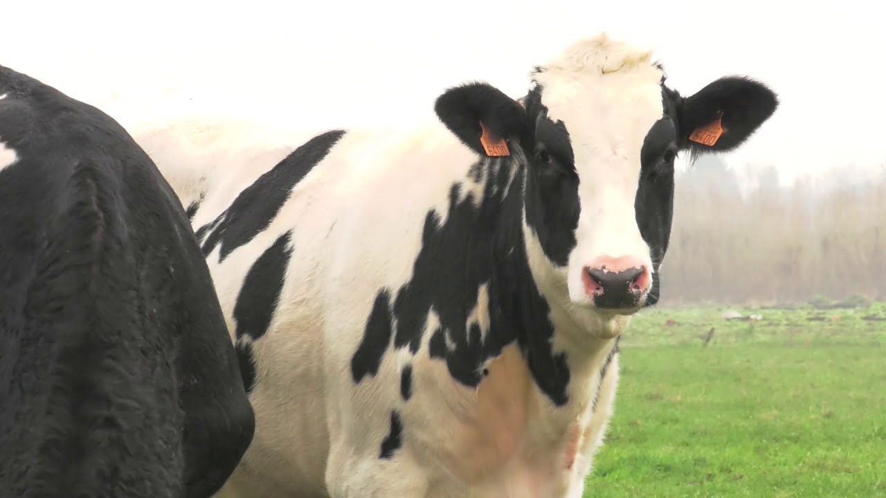 Boer zkt Bank, project in Sint-Laureins dat landbouw en toerist dichter bij elkaar brengt