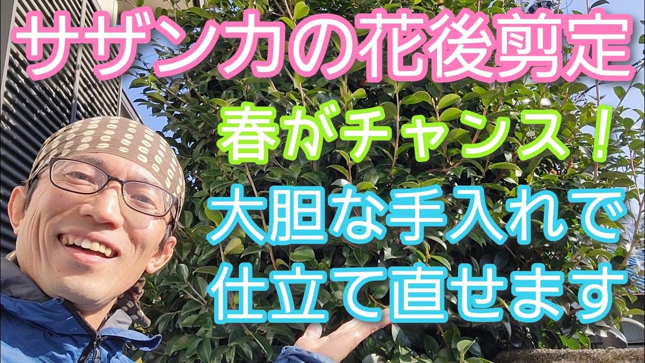 【サザンカ(山茶花)の剪定】花が咲いた後に行う大胆な枝の整理(2023年3月)🌳🍃