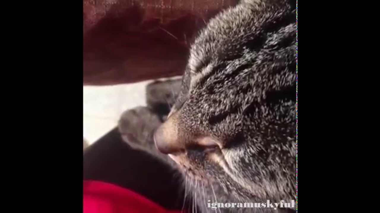 Funny Cat Vines Compilation November 2014 - Part 13