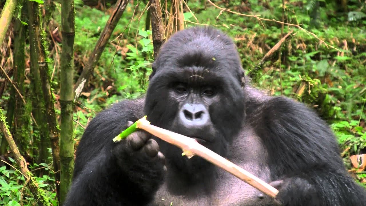Mountain Gorilla Feasting on Bamboo | Rwanda Safari