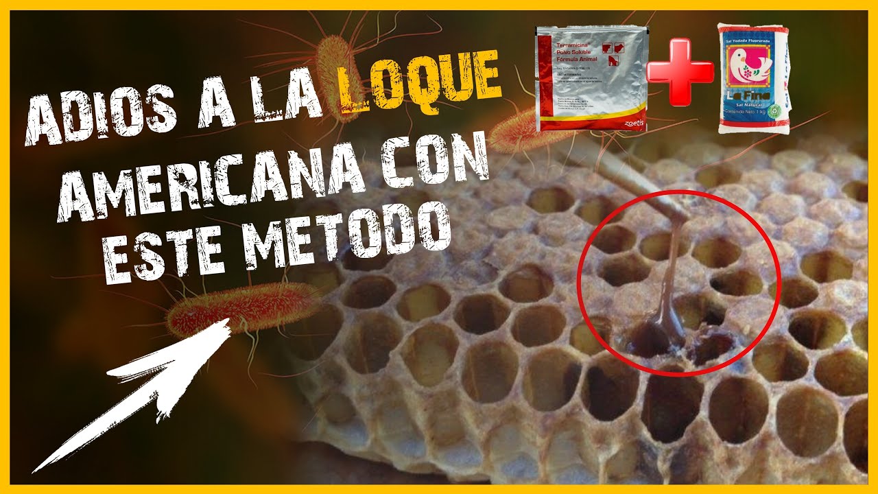 ✅ Como ELIMINAR LA LOQUE AMERICANA de una colmena de abejas? | 👉LOQUE AMERICANA🐝