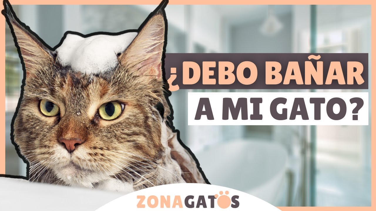 ¿Cada cuánto SE BAÑA A UN GATO?