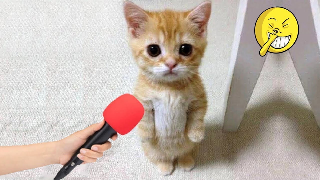 Hilarious Animsl Videos Will Make You Laugh #63