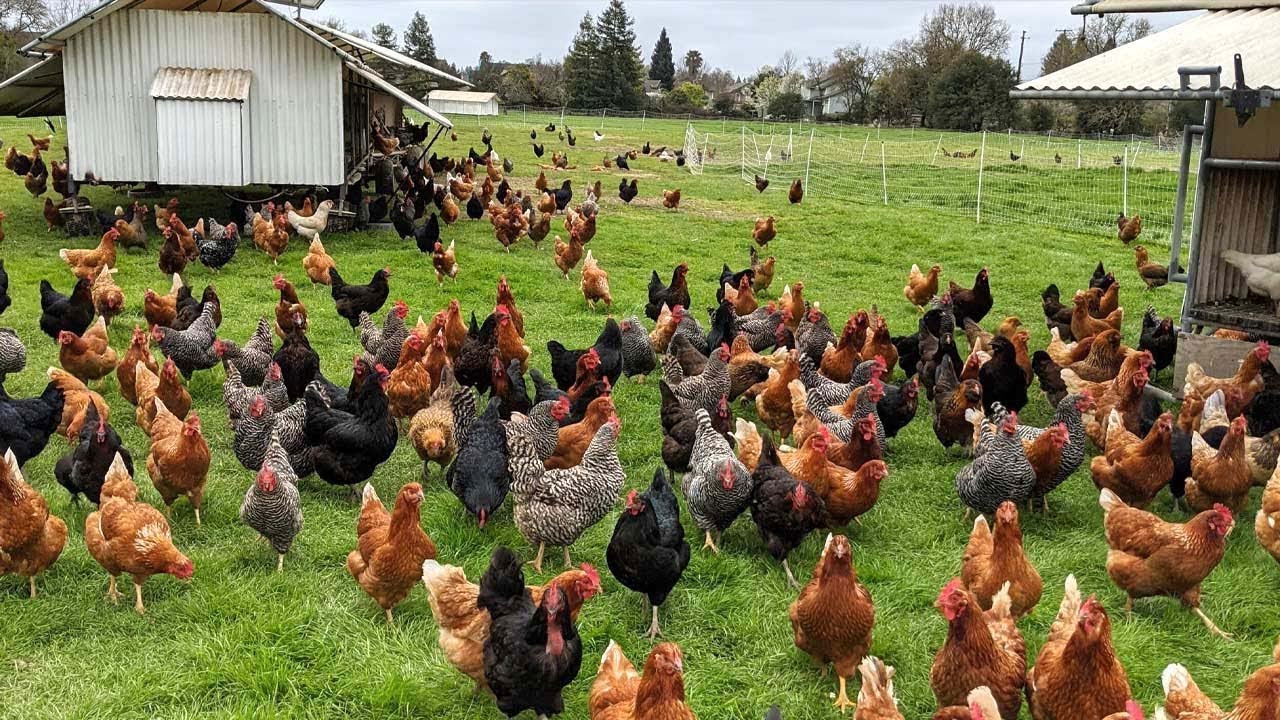 C&oacute;mo los granjeros estadounidenses cr&iacute;an millones de aves de corral en libertad   Cr&iacute;a de pollos
