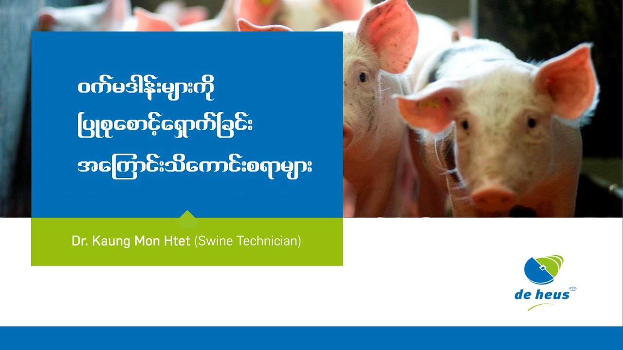 Gilt Management by Dr. Kaung Mon Htet (Swine Technician)