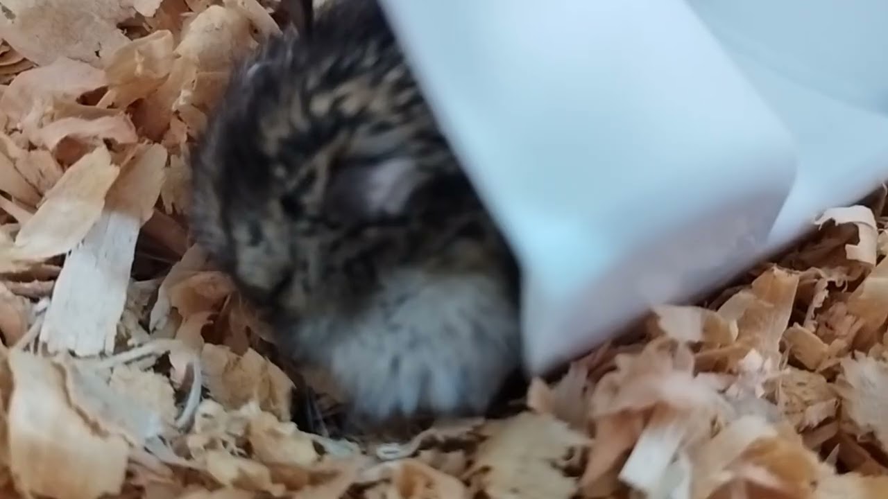 寝言全開のハムスター🐹