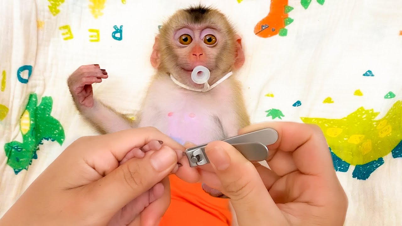 Monkey Puka sleeps well when Mom cuts his nails