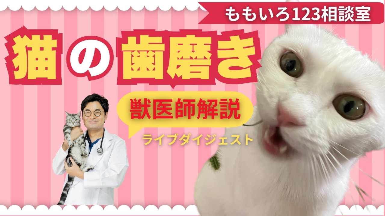 猫の歯磨きどうする?ももいろ123相談室ダイジェスト　#獣医師 #ねこのいる暮らし #猫のいる生活 #ねこ