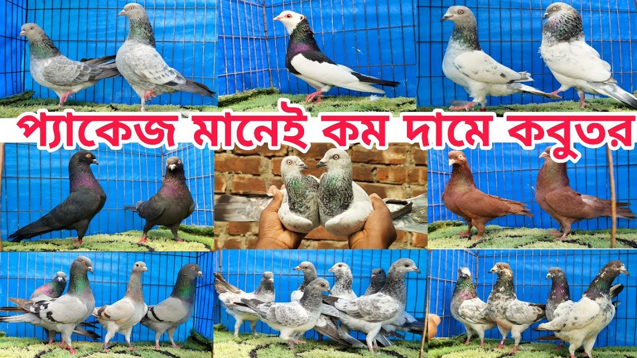 অনিক ভাই মানেই সেরা গিরিবাজ ও কালারিং কবুতর Gribaz coloring Pigeions কবুতর পালন বাংলাদেশ #shorts 