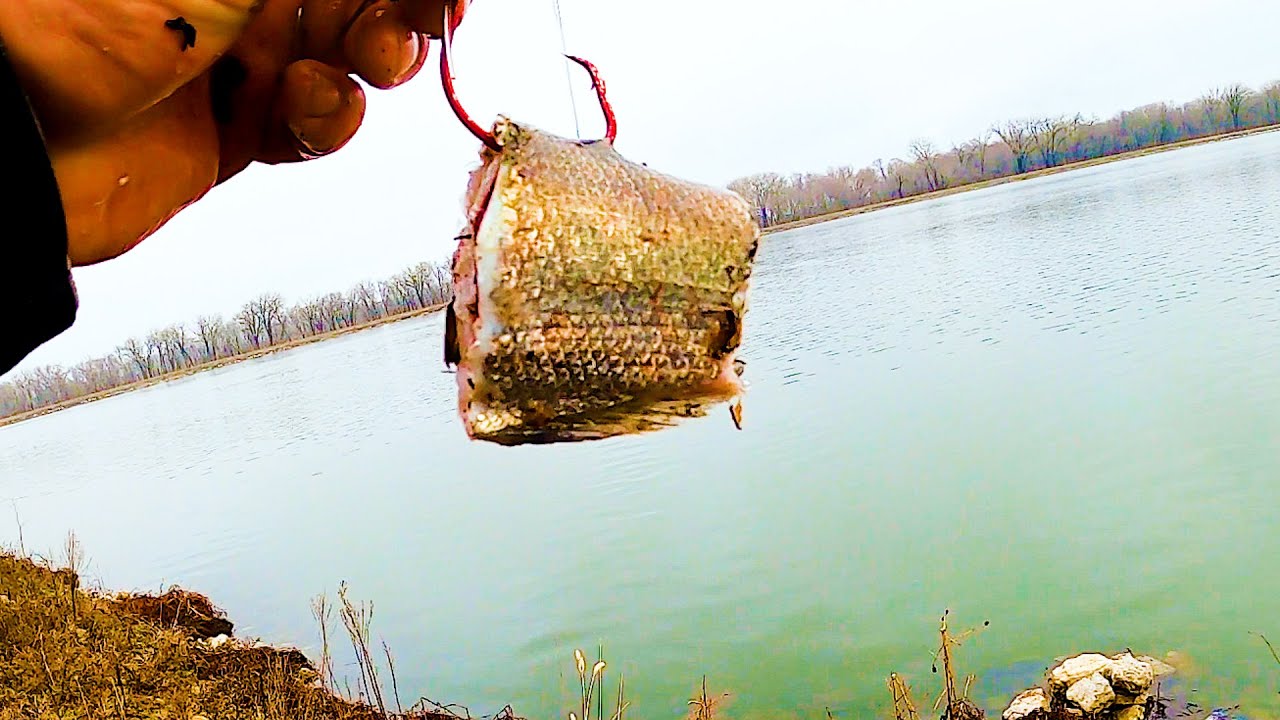 BANK Fishing a LAKE for Catfish In the Winter!! (Big Baits)