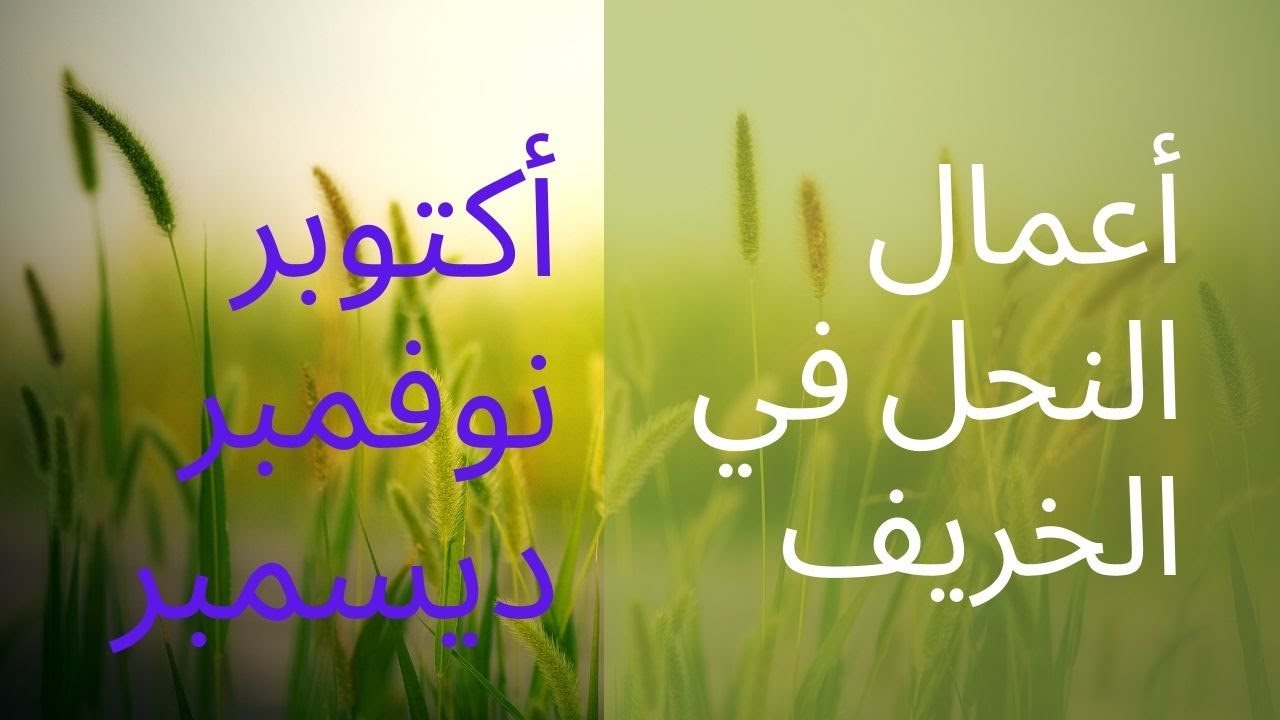 أهم أعمال النحل خلال فصل الخريف اكتوبر ونوفمبر وديسمبر