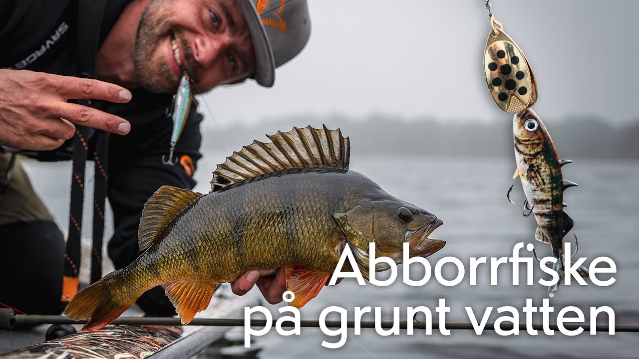 Abborrfiske på grunt vatten – stor fisk på spinnare!