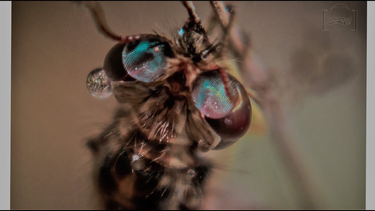 Macro Photography Part 1 (by. Siddhardh Siva)