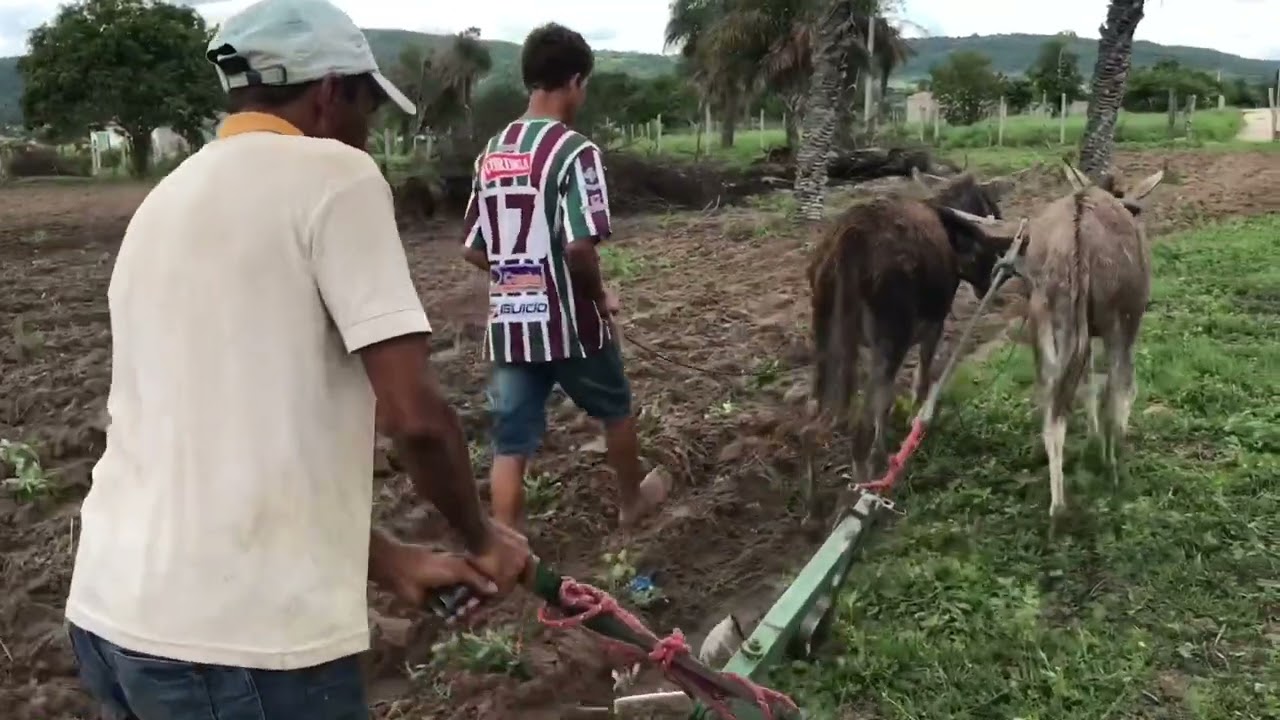 Agricultor arando terra com jegue são Jose da tapera - AL 17 - 05  - 2021 #nordeste