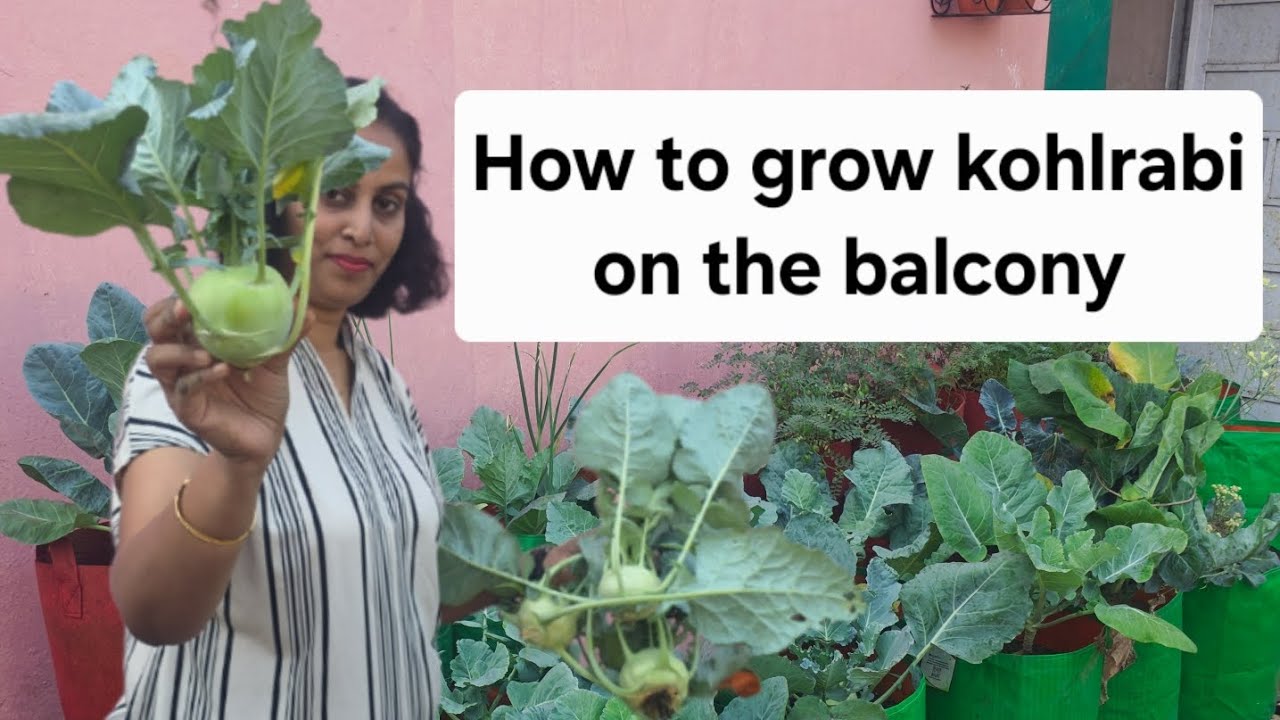 How to grow kohlrabi in pots,even on the balcony,गाँठ गोभी को एसे उगाये बाल्कनी में 