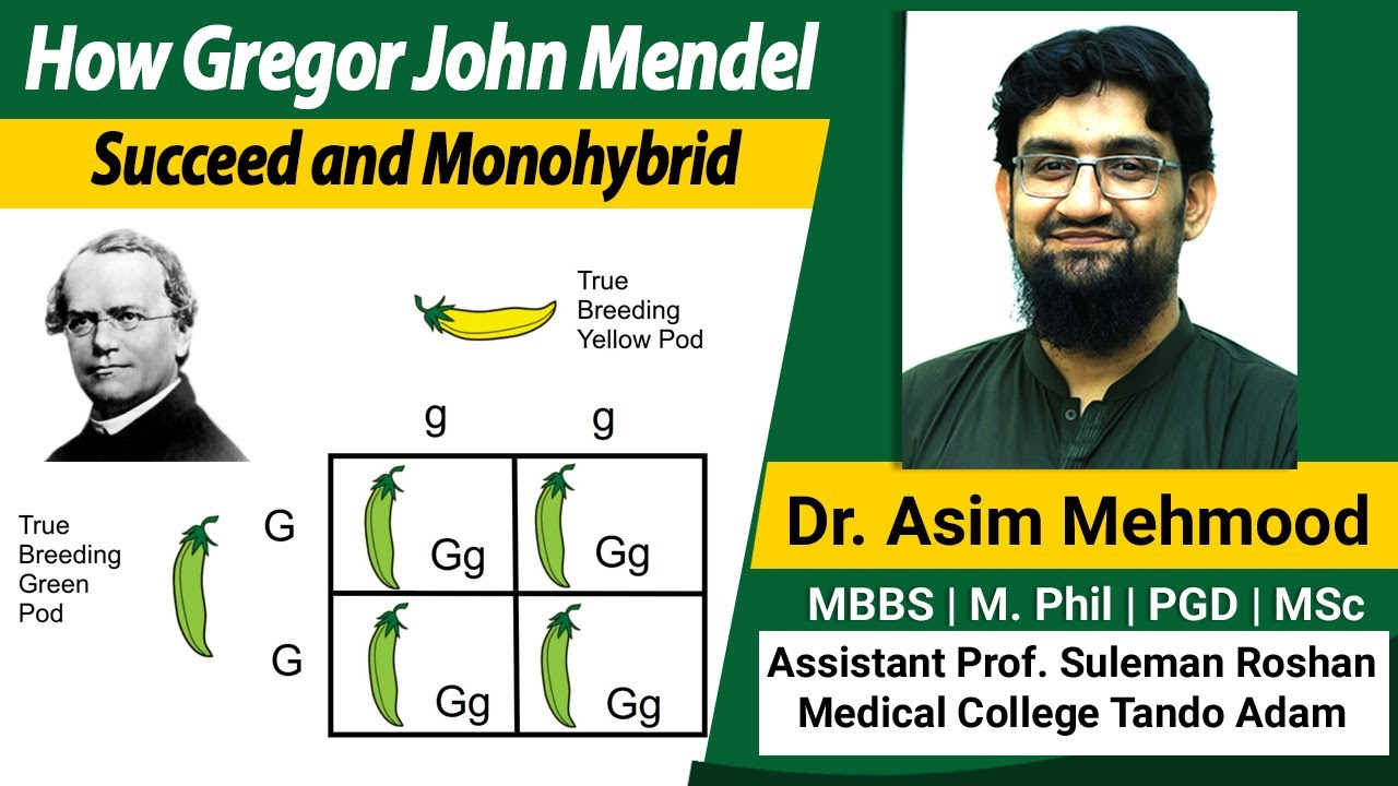 How Gregor John Mendel Succeed and Monohybrid Crossing ( Urdu / Hindi )