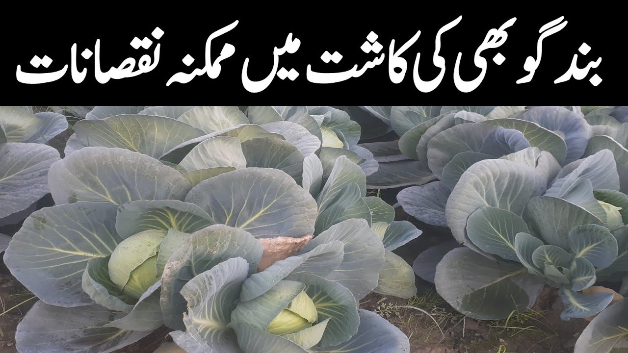 Do NOT Grow Cabbage | Big Loss Warning for Farmers | Cabbage Farming Reality