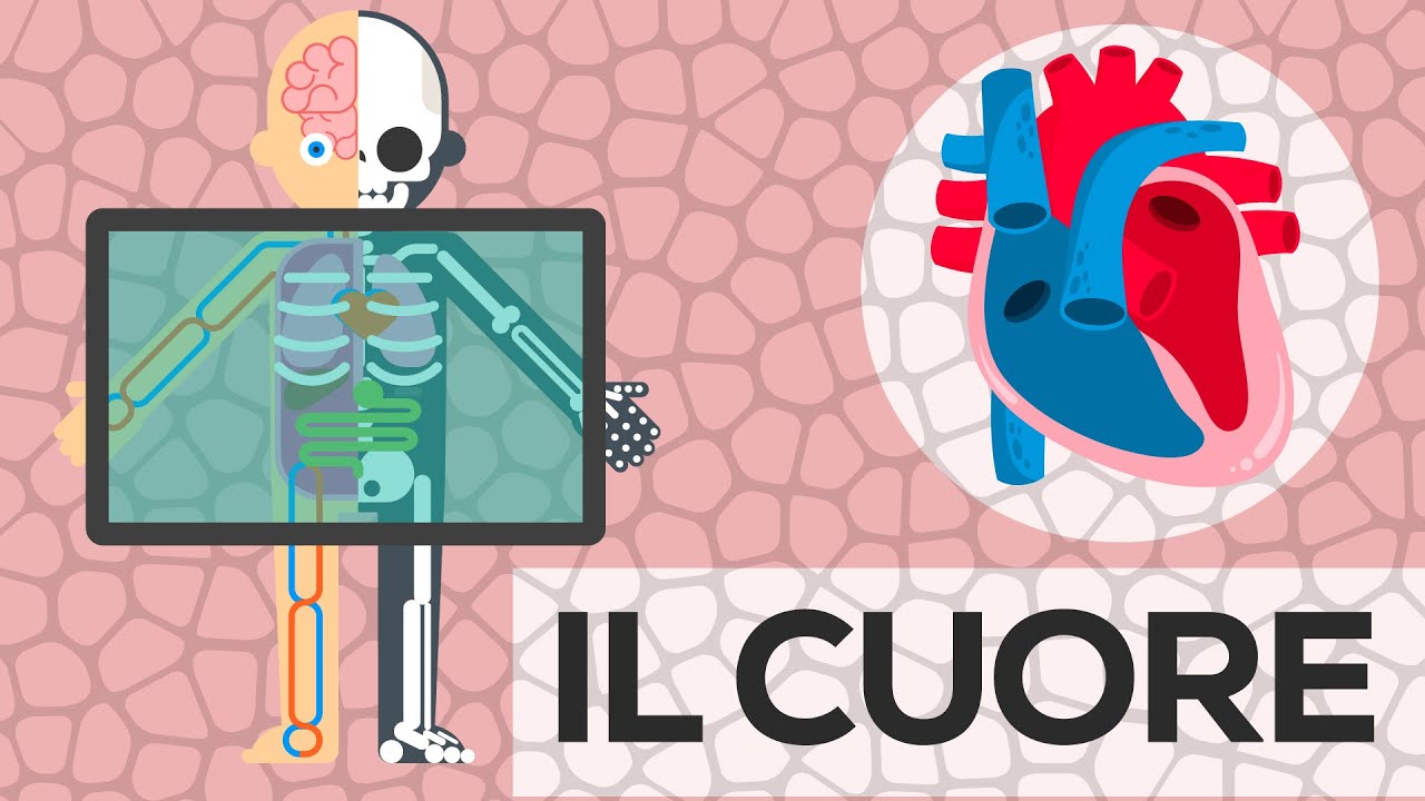 Alla scoperta del cuore umano: il motore della vita. Il cuore, classe quinta per la Scuola Primaria