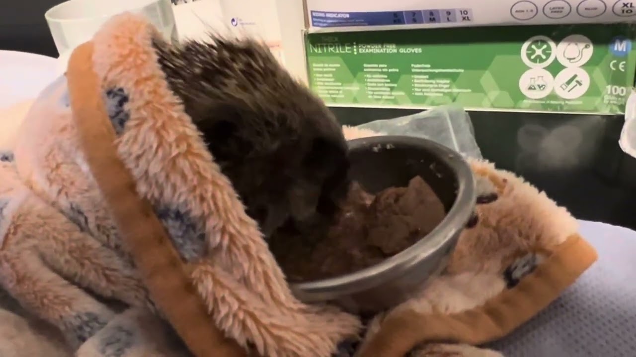 Little one tucking in #hedgehogrescue