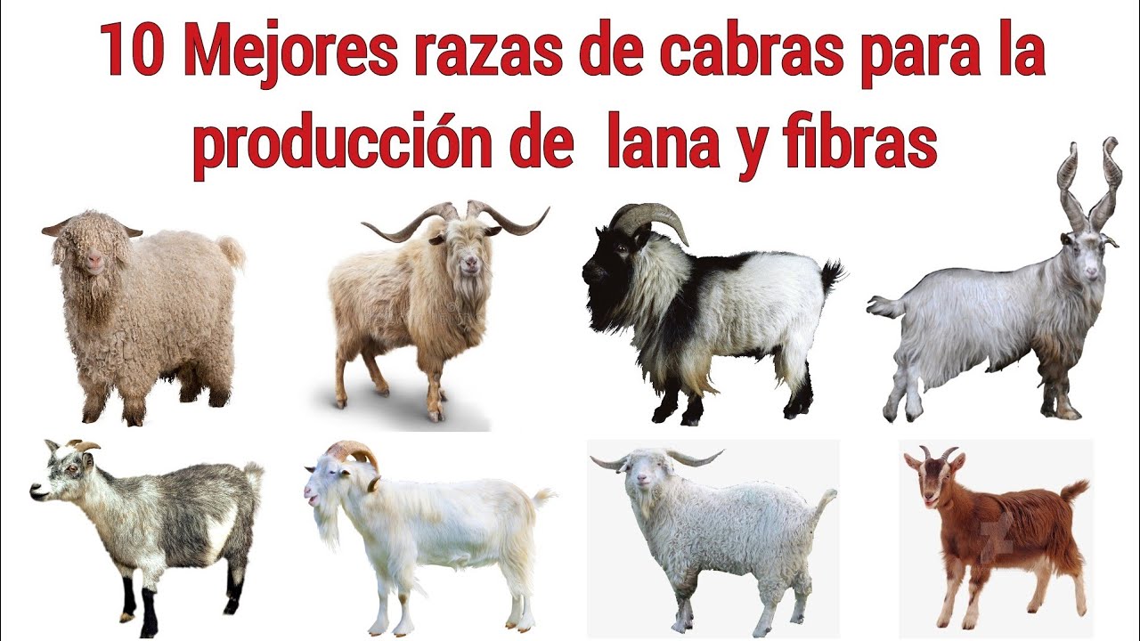 Las 10 mejores razas de cabras para la producción de fibras y lana