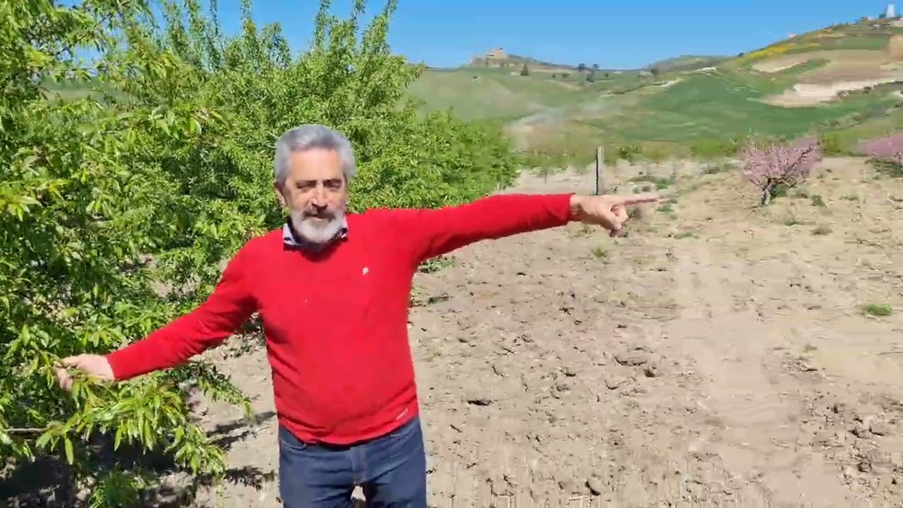 Le varietà di mandorlo più valide per gli ambienti mediterranei : 