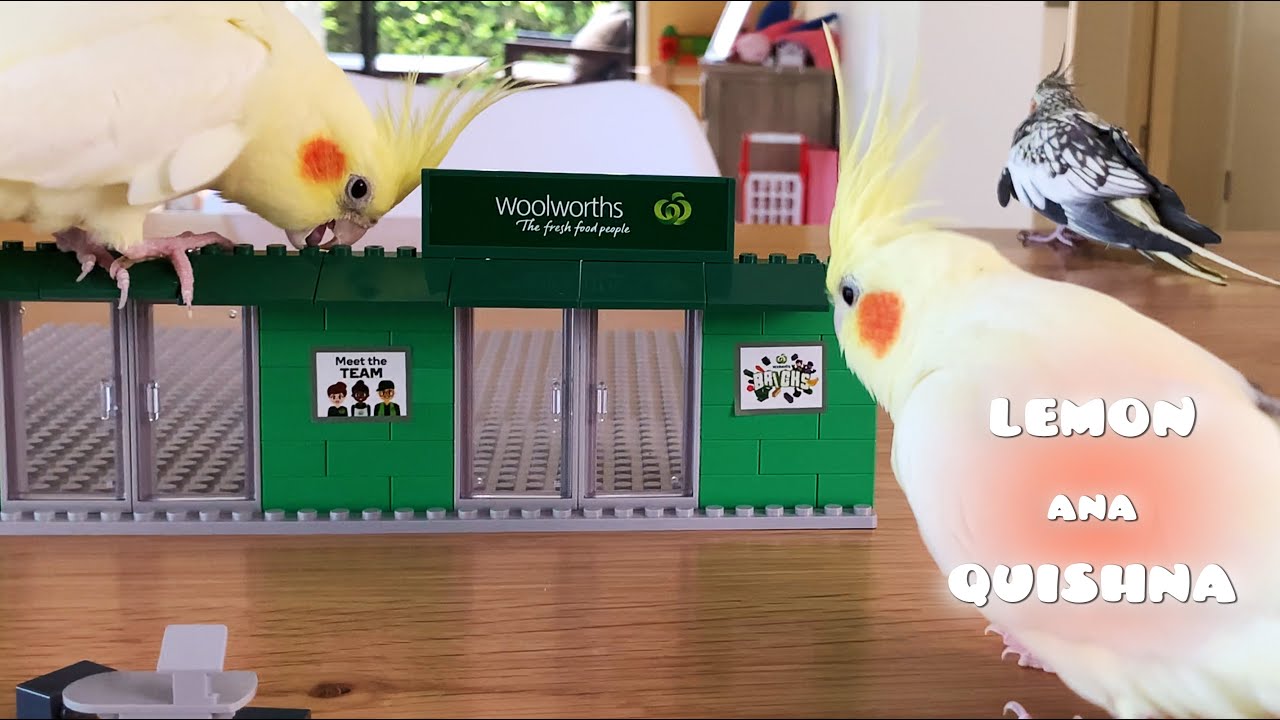 What should I say to the Cockatiel “LEGO” Builders