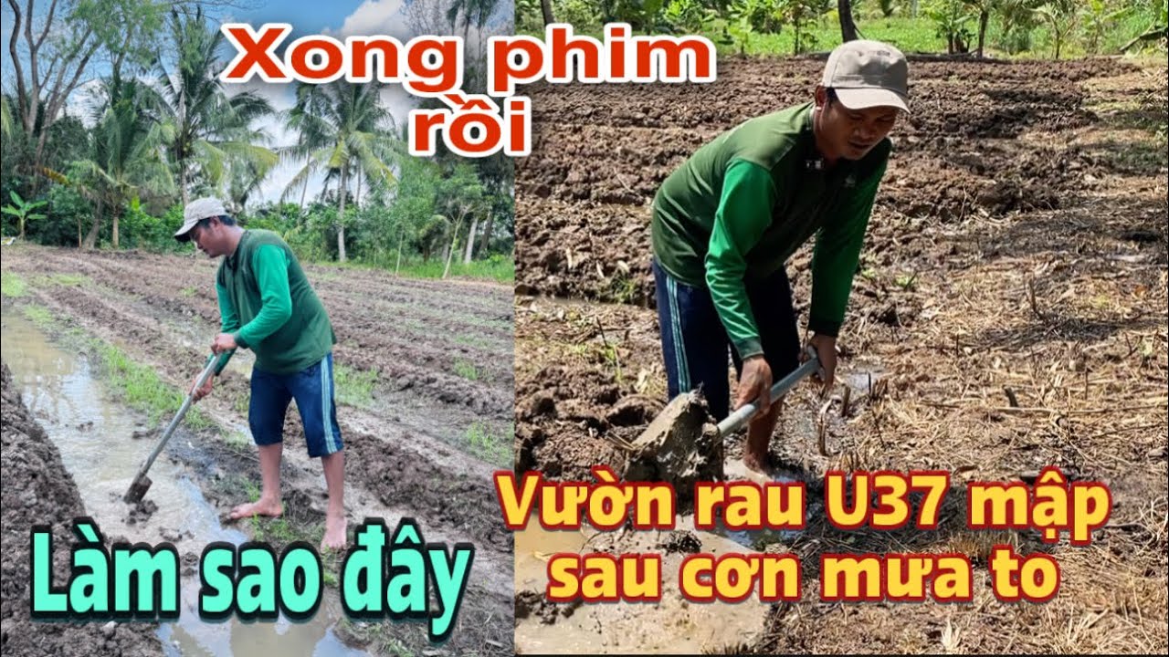 Bất ngờ vườn rau của U37 bị quá ngập sau cơn mưa và hướng giải quyết ra sao!