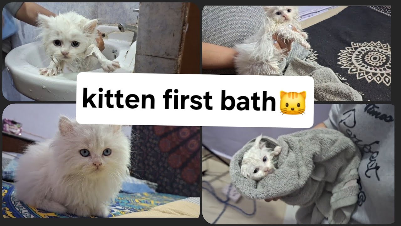 KITTEN FIRST BATH ll AURA ko first time bath diyall @meowmate12 #views #catlover #catbathing