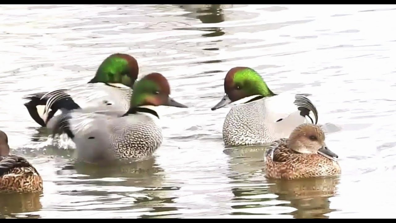 Graceful Movements of Falcated Ducks on a Winter Lake
