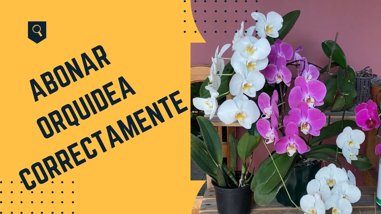 COMO ABONAR CORRECTAMENTE TUS ORQUIDEAS / APRENDE A ABONAR PLANTAS