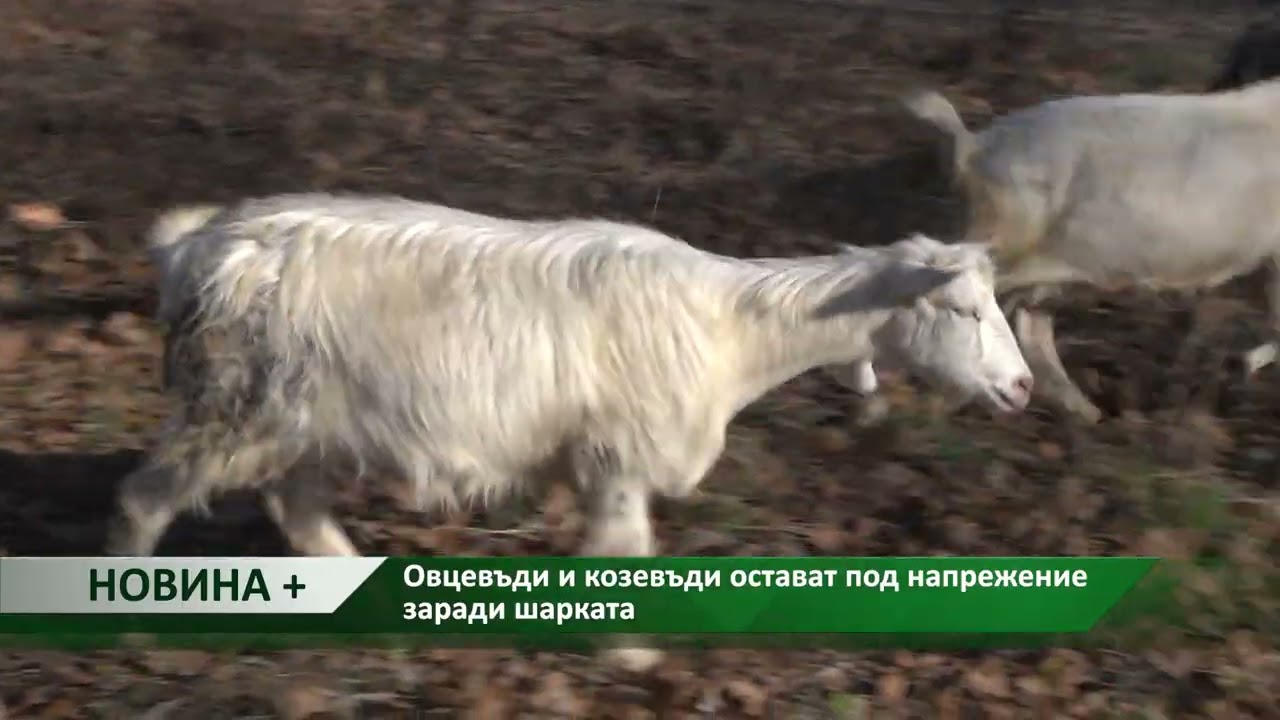 Новина плюс: И НОКА са разочаровани от приетите промени в ЗПЗП