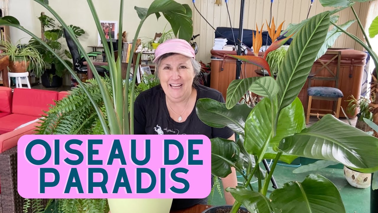 Comment s'occuper de la plante Oiseau de paradis? - capsule horticole