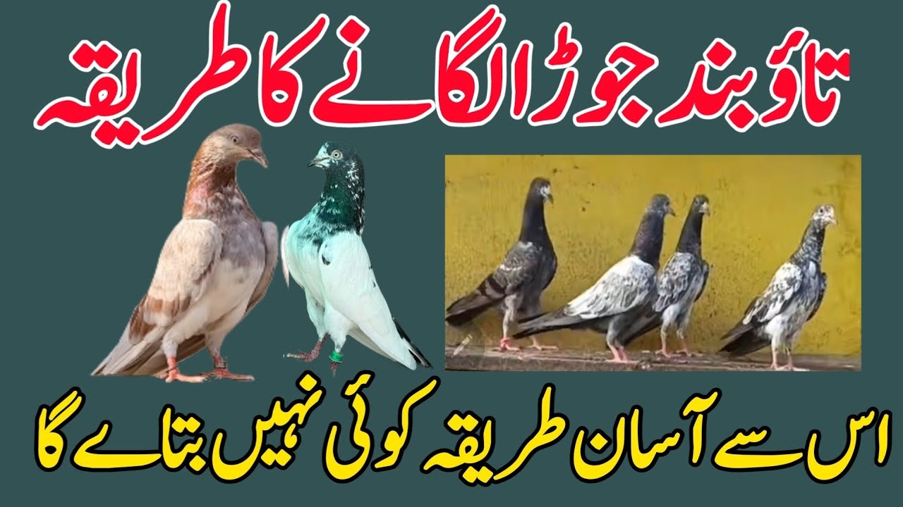 TAO BAND JORA LGANY KA TAREEQA 