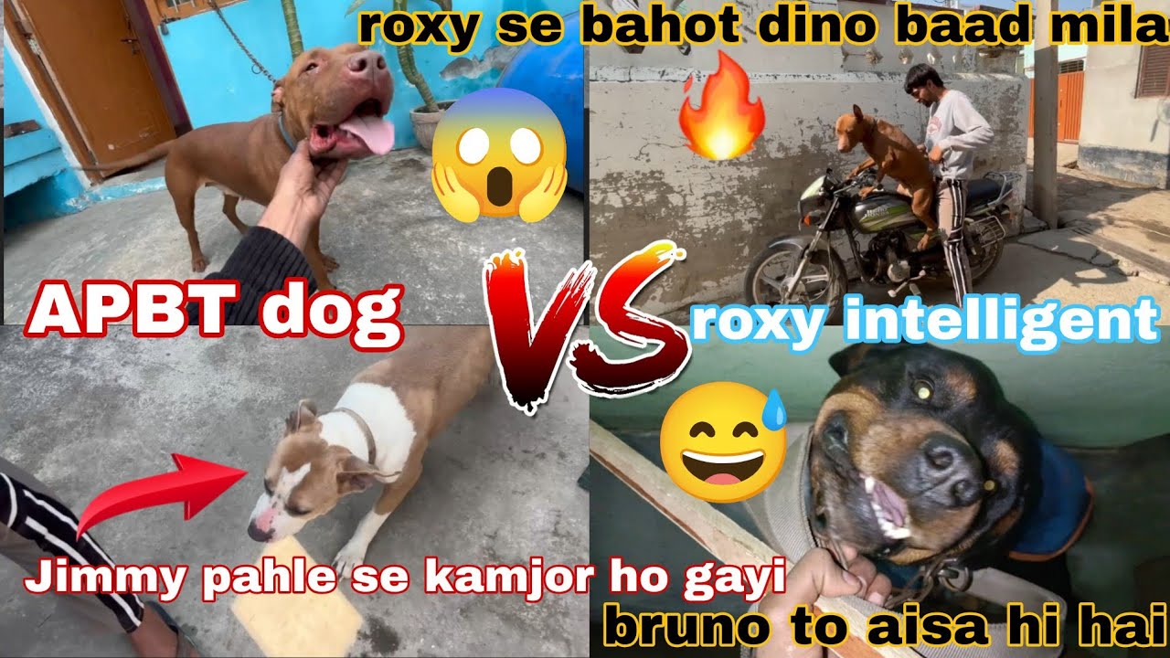 Roxy se bade dino baad mila // apbt pedigree register // fighter pitbull // dog vlog 